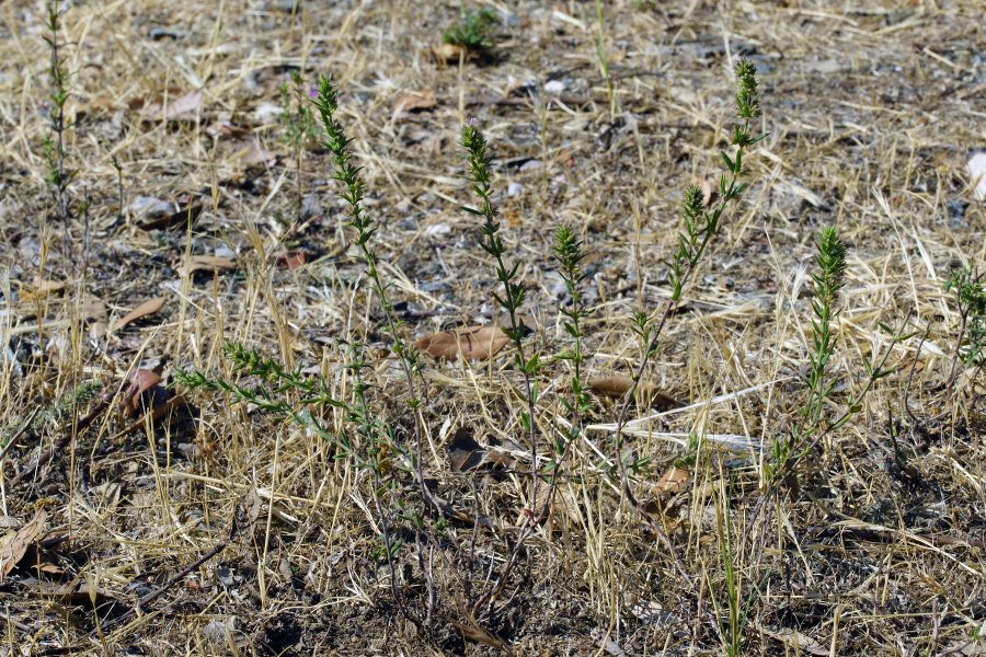 Micromeria graeca subsp. graeca